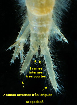 Echinogammarus berilloni