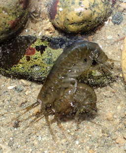 Marinogammarus marinus