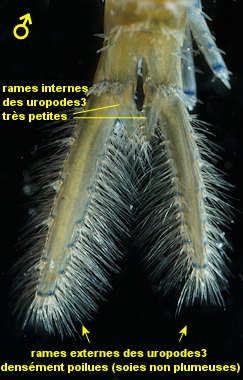 Marinogammarus marinus