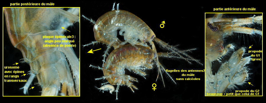 Marinogammarus obtusatus