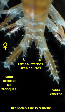 Marinogammarus obtusatus