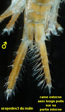 Marinogammarus obtusatus