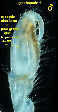 Marinogammarus obtusatus