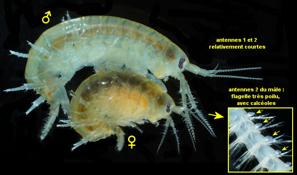 Marinogammarus pirloti