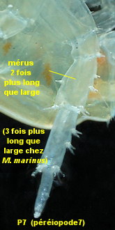 Marinogammarus pirloti