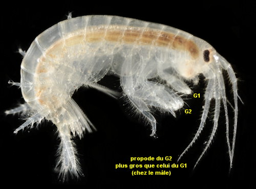 Pectenogammarus planicrurus