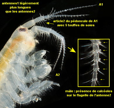 Pectenogammarus planicrurus