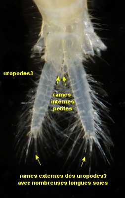 Pectenogammarus planicrurus