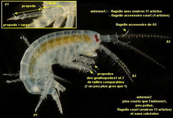 Relictogammarus stoerensis