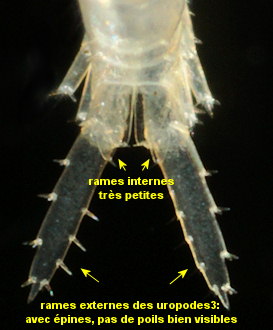 Relictogammarus stoerensis