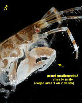 Ericthonius didymus