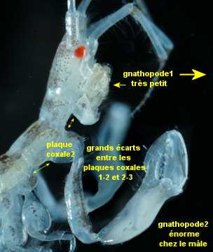 Ericthonius difformis