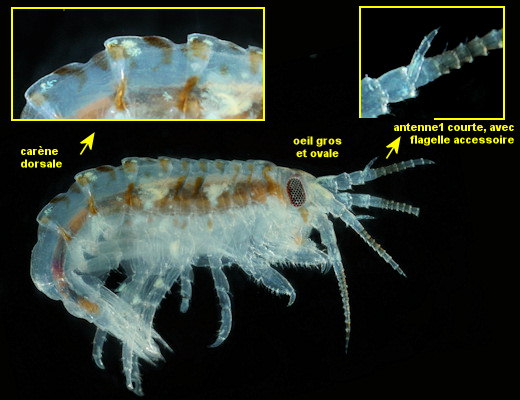 Gammarellus angulosus