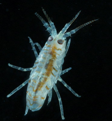 Gammarellus angulosus