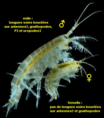 Gammarus chevreuxi