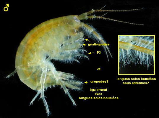 Gammarus chevreuxi