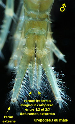 Gammarus chevreuxi