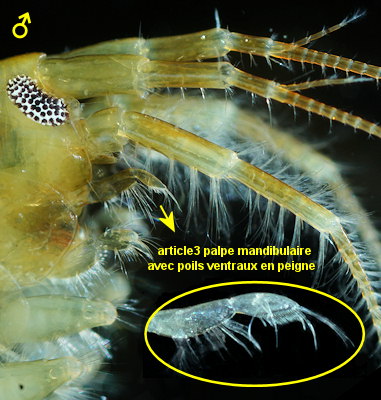 Gammarus chevreuxi