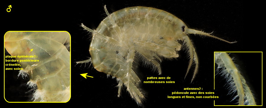 Gammarus duebeni