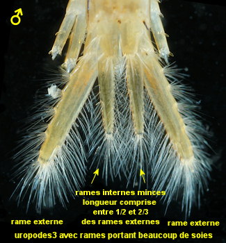 Gammarus duebeni