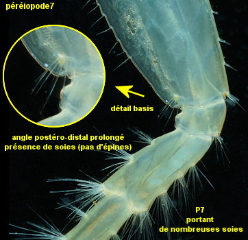 Gammarus duebeni