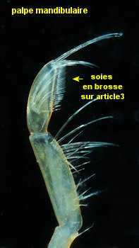 Gammarus duebeni