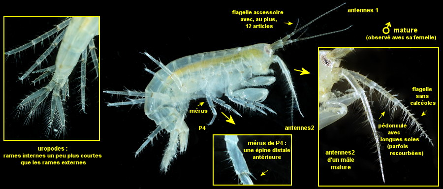 Gammarus insensibilis