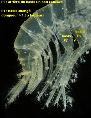 Gammarus insensibilis