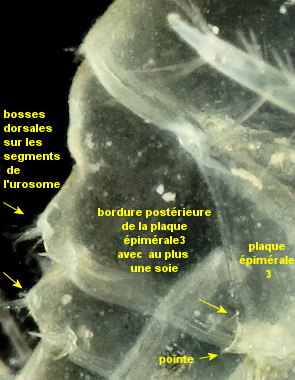 Gammarus insensibilis