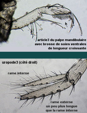 Gammarus insensibilis