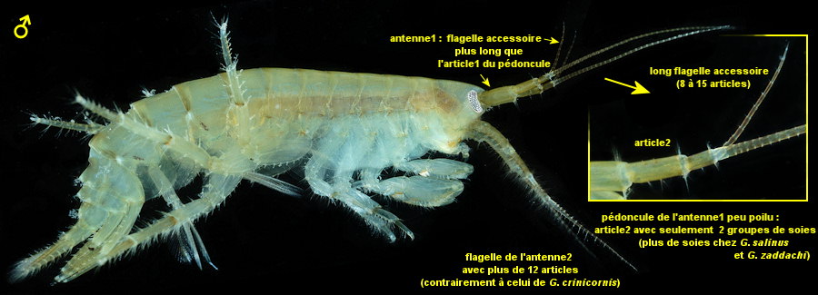 Gammarus locusta