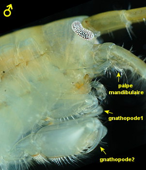 Gammarus locusta