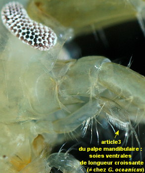 Gammarus locusta