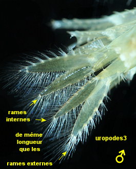 Gammarus locusta