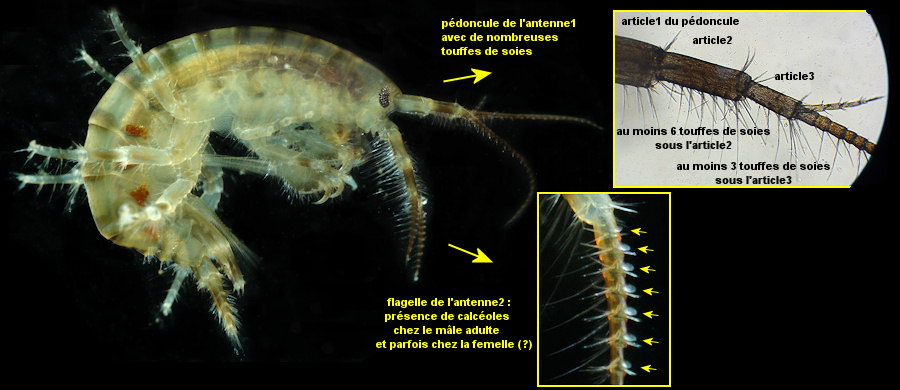 Gammarus zaddachi