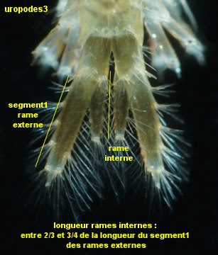 Gammarus zaddachi