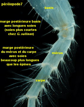 Gammarus zaddachi