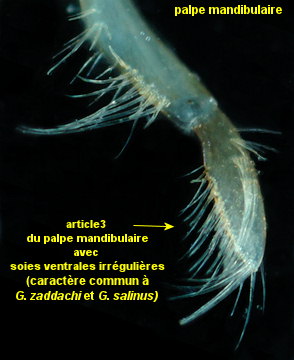 Gammarus zaddachi