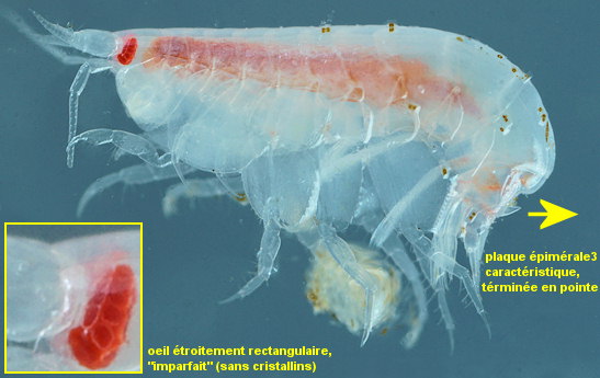 Hippomedon denticulatus