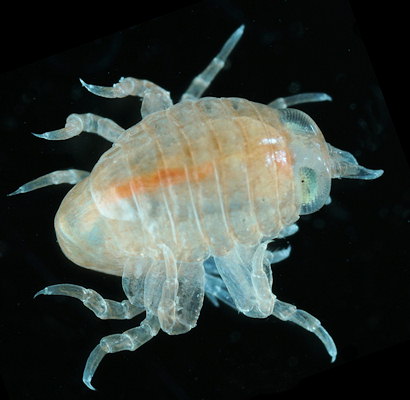 Hyperia galba