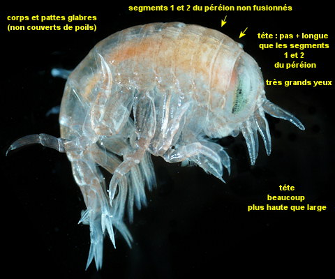 Hyperia galba