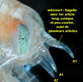 Hyperia galba