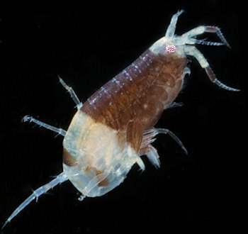 Idunella picta