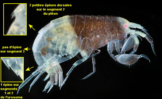 Idunella picta