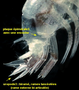 Idunella picta