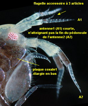 Idunella picta