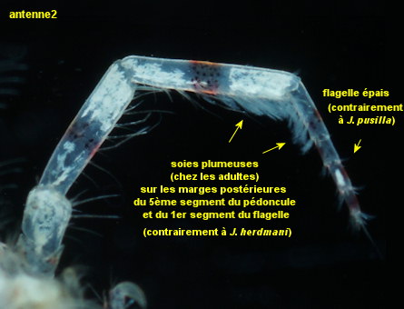 Jassa falcata