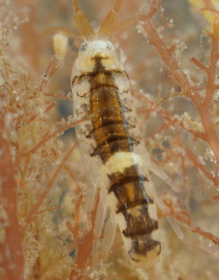 Lembos websteri