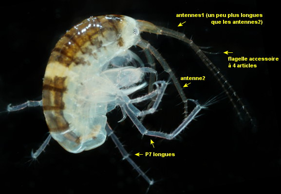 Lembos websteri