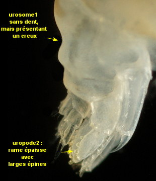 Leptocheirus hirsutimanus